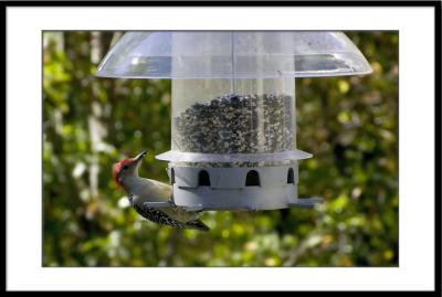 Red Bellied Woodpecker