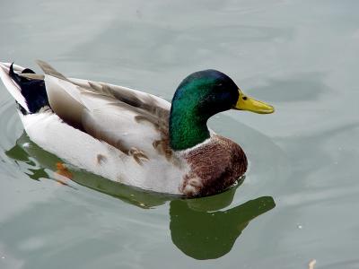 Male Mallard