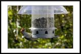 Red Bellied Woodpecker