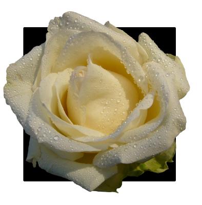 white rose