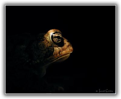 toad-1.jpg
