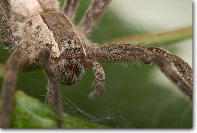 Nursery Web Spider watching over her spiderlings