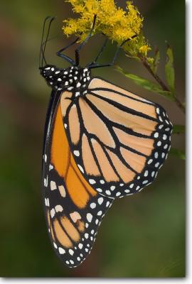 <!-- CRW_7790_small.jpg -->Monarch