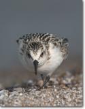 <!-- CRW_7234.jpg -->Juvenile Sanderling