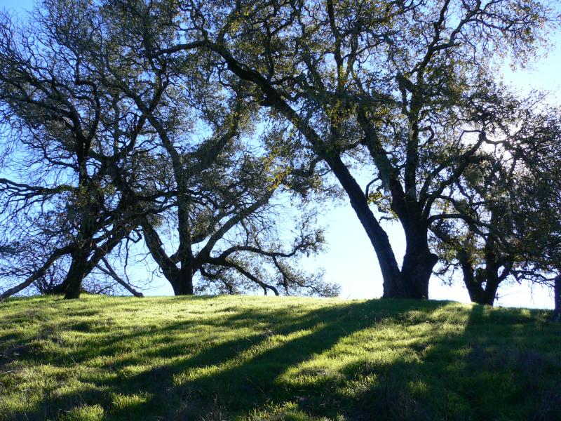 SonomaAutumn2.jpg