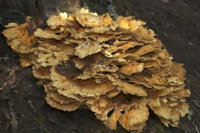 Mushroom flourish in the damp forest