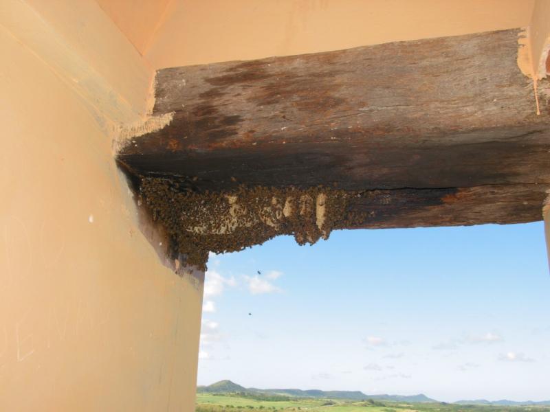 bees.jpg