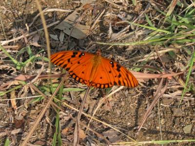 schmetterling.jpg
