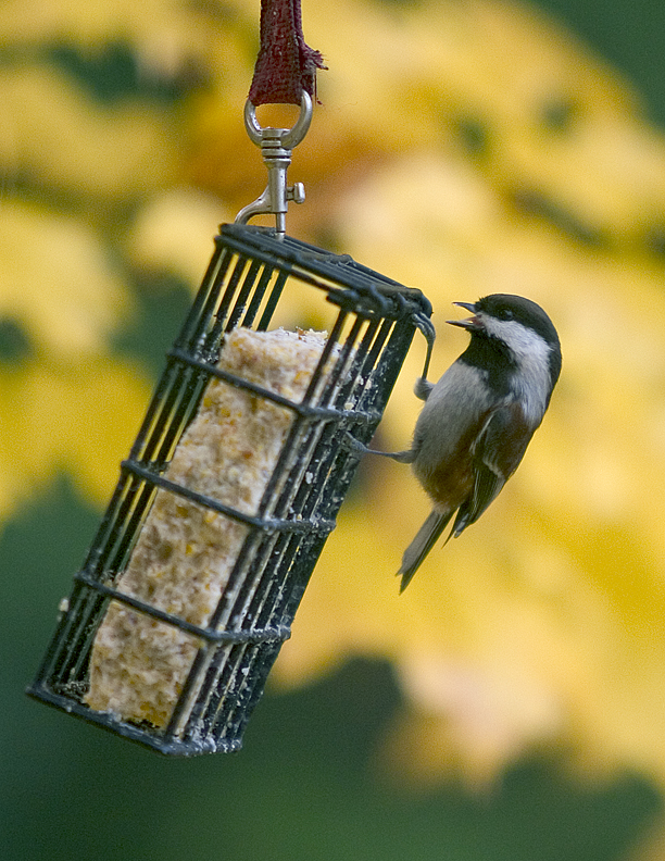 Chestnut-Backed Chickadee