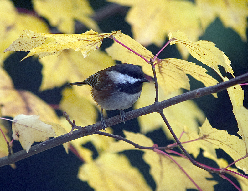 Chestnut-Backed Chickadee
