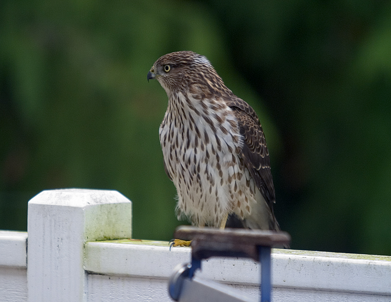 Cooper Hawk
