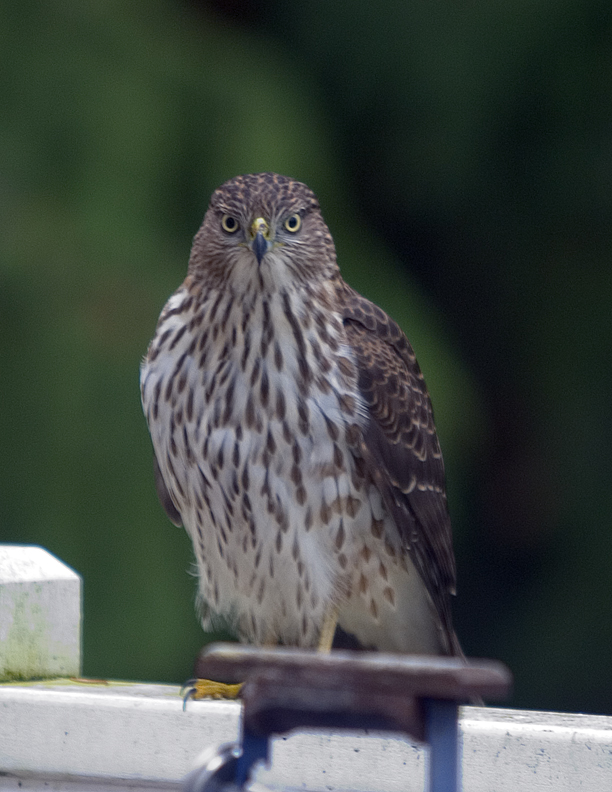 Cooper Hawk