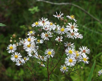 panicled aster
