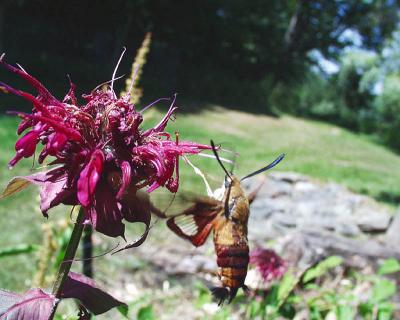 bee balm