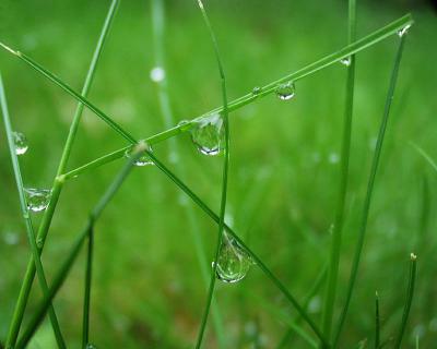 grass with waterdrops