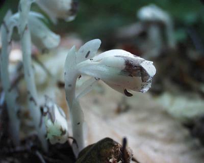 indian pipe profile