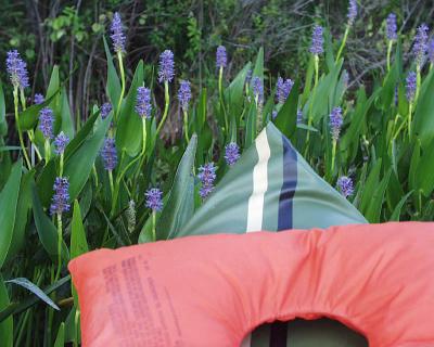 pickerel weed