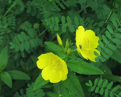 southern sundrops