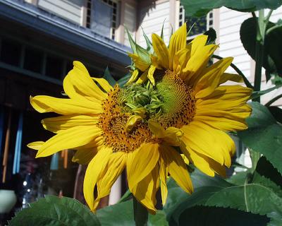 sunflower (siamese)