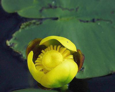 waterlily (yellow_pond)