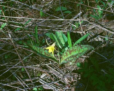 yellow trout lily