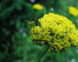 yarrow