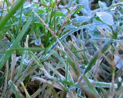 green grass and ice