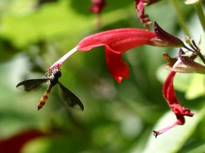 Syrphid Fly IMG_7428e.jpg
