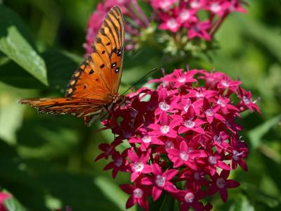 gulf fritillary  IMG_7500e.jpg