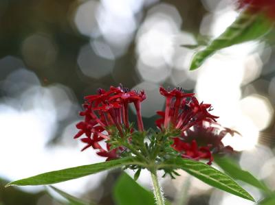 IMG_7772e.jpg