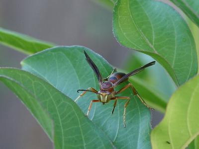 Wasp