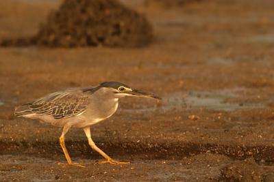 Little heron