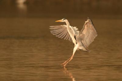 landing (evening light)