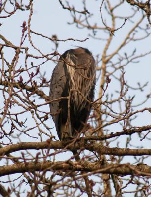 Headless Heron