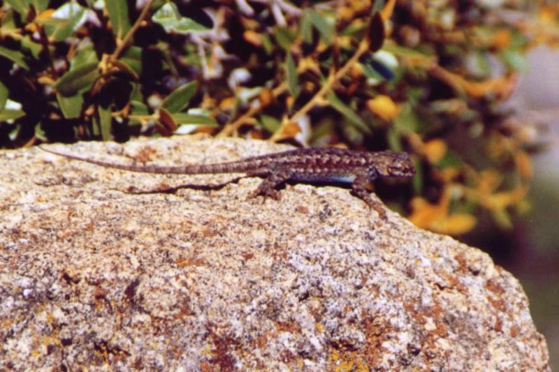 Lizard along the trail