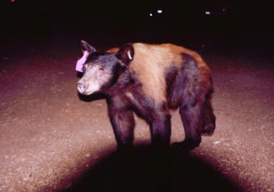 A black bear that visited our campsite at Dorst Creek