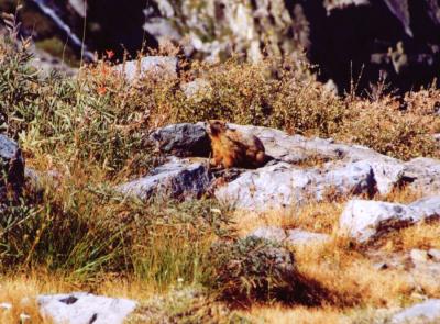 A marmot along the trail