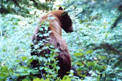 Black bear along the trail