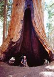 Brunt out Sequoia tree
