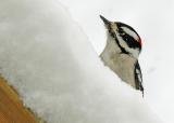 Woodpecker in Christmas snow