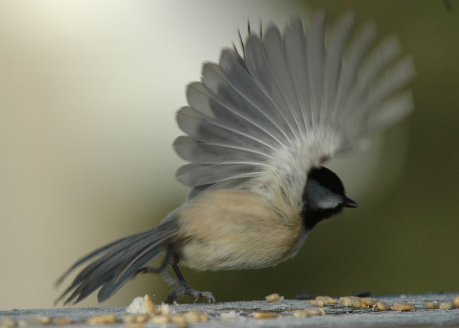 Chickadee taking off