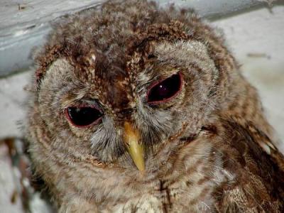 Les yeux profonds d'Eglantine