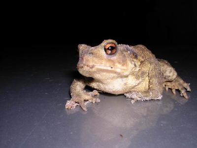 Crapaud du logis