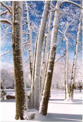 Winter Scenes 2002-2003