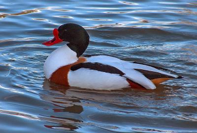 Shelduck.