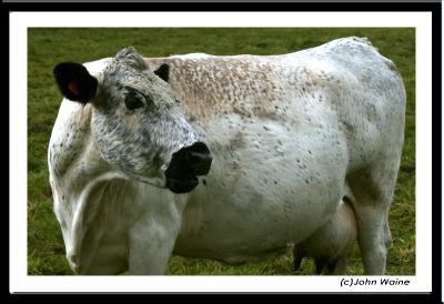 British White Cow - A Rare Breed!