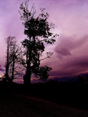 Purple Sky