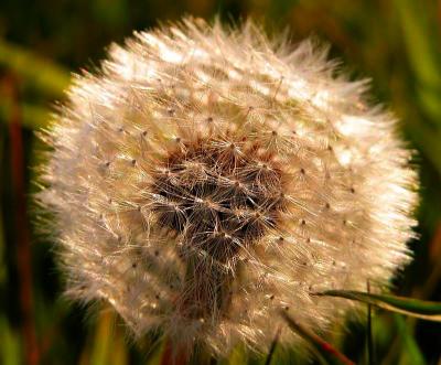 Dandelion puffball