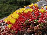 Ice plants