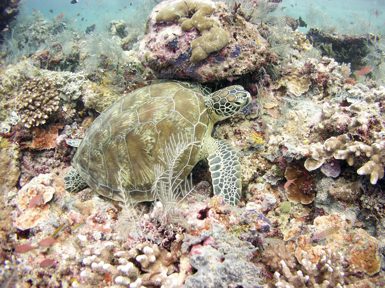 041116_borneo0007comp.jpg